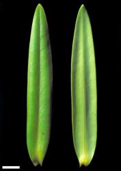 Veronica macrocarpa. Leaf surfaces, adaxial (left) and abaxial (right). Scale = 10 mm. This plant matches material identified as var. latisepala.
 Image: W.M. Malcolm © Te Papa CC-BY-NC 3.0 NZ